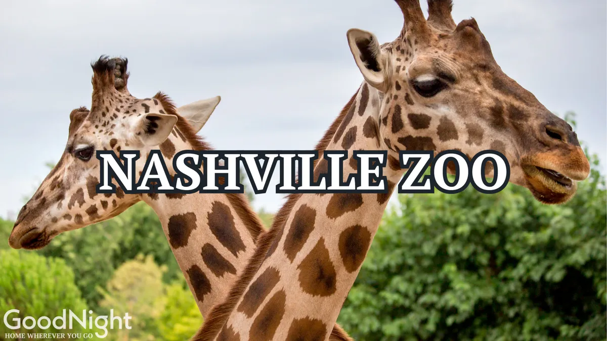 An engaging scene of two giraffes in a lush, green outdoor zoo setting, perfect for family outings. The greenery and close animal encounter evoke curiosity and excitement for all ages.